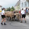 Viehscheid 2012